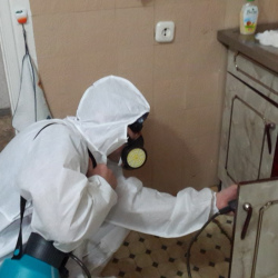 Дезинфекция от муравьев в квартире в Великом Новгороде